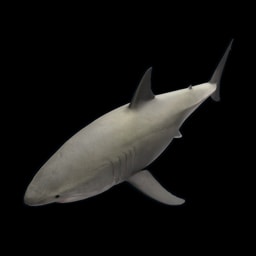 Tiburón pequeño