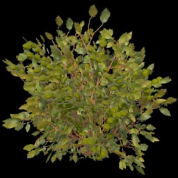 Green Berry Bush