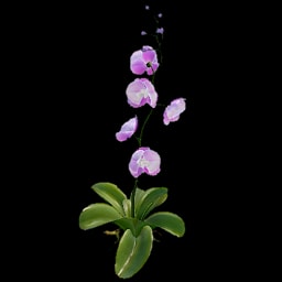 Orchid (collectable)