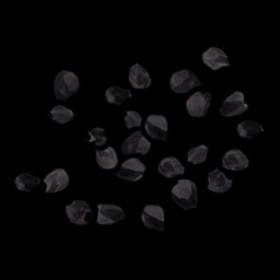 Graine de baie noire