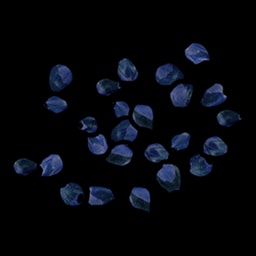 Semente de Amora Azul