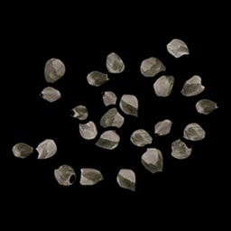 白浆果种子