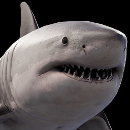 Shark