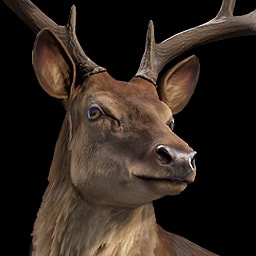 Stag