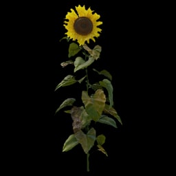 Sunflower (collectable)