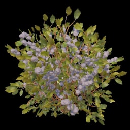 White Berry Bush