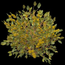 Yellow Berry Bush