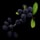 Black Berry