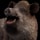 Boar
