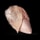 Raw Chicken Breast