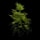 Hemp Clone