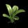 Orchid Clone