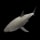 Small Shark