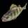 Yellow Perch