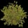 Green Berry Bush