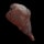 Burnt Horse Meat