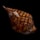 Cooked Horse Meat