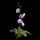 Orchid