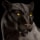 Panther