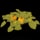 Pumpkin Plant