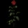 Rose (collectable)