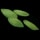 Hemp Seed