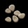 Potato Seed