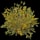 Yellow Berry Bush